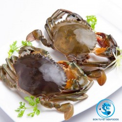 Cua Ctươi Sơn Tuyết - Cua biển duyên hải